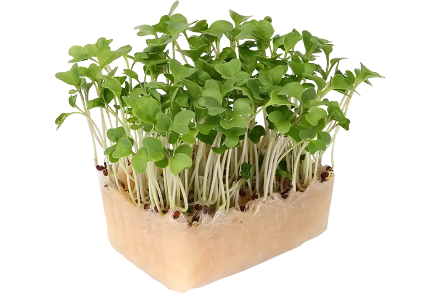 Brocco Cress stuk 1